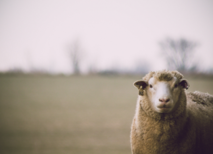 Wool Sustainability Guide for Knitted Scarves & Beanies